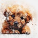 바르다펫 이미지