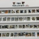 캣플헤븐 AK플라자금정점 | 🐾 캣플헤븐 AK플라자 금정점 방문 후기