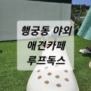 수원-지만-301 | [행궁동] 수원 야외 200평 애견카페 루프독스