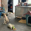 동해곰장어나라 이미지