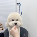 디어마이모모 이미지