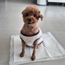 포유25다농점 | [안산애견미용] 댕기세요 - 안산 애견 미용실 추천