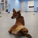 댕버랜드 이미지