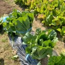 정가농장 이미지