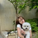 채서안 카카오 검색결과