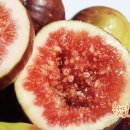 영암햇살농장 이미지