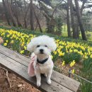 평택 애견미용 살롱 드 쭈 | 강아지 곰돌이컷 잘하는 애견미용실 평택 '살롱드몽뚜' 에서 미용하고 프리미엄 스파받고 왔어요