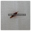 개포동물병원 | 풀씨제거 수술 후기 / 강아지 풀씨제거수술 후기 /안전하고 깔끔한 풀씨제거수술/강남개포양재나은동물병원