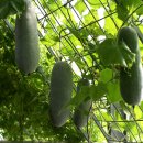 동아 [동과, Winter melon, Wax gourd, 베닝카사 히스피다 (Benincasa hispida)] 이미지