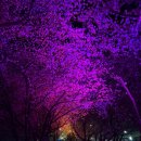 낙동강하천공원주차장 | 부산 대저생태공원 라이트쇼 강서 낙동강30리 벚꽃 축제 주차장