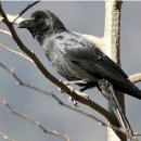 둥지광택 이미지