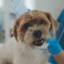 코지동물의료센터 서구청점 이미지