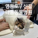 동물병원 다움 | [영등포/신길 동물병원] 다움동물병원 추천! (고양이 건강검진)