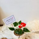 중앙동173 이미지