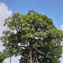 영풍 병산리 갈참나무 | 지구촌장의 천연기념물 탐방, 영주(영풍) 병산리 갈참나무/제285호