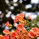 🌺7월 2일 출석부 "행복도 선택입니다." 이미지