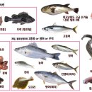 고스시