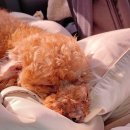 해돋이 가자 애견펜션 이미지