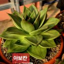 아보다