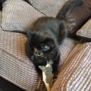 마! 주인 이미지