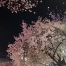 부천제일시장 벚꽃길 네이버블로그