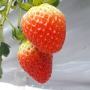 김형수농장 이미지