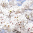 벚꽃약국 이미지