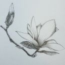 꽃그림 보타니컬아트 이미지