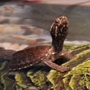 펫바라기 | 일산 반려동물 장례식장_펫바라기