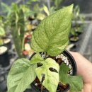 오매풀망