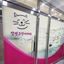 설렘고양이카페 이미지
