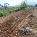 포포농장 이미지