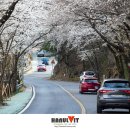 화개십리벚꽃길 이미지