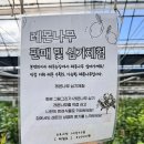 모래내어린이공원 | 레몬 농장이 있는 전주 주차 편한 대형 이색카페 본앤하이리