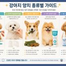 달래동물의료센터 | 강아지🐶 고양이🐱 치아 건강, 스케일링이 꼭 필요할까요? 🦷