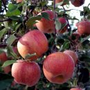 명천농장 이미지