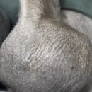 커짐빠짐 | 강아지 혹 커짐은 어떤 기준으로 관찰하고 판단해야 할까요?