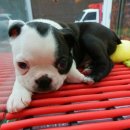 도꾸애견 이미지