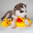 안녕동물병원 이미지