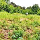 김양택 선생묘 이미지