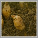 무주천마농장 | 6시 내고향 전북 무주군 천마고농축액 천마즙 쉽게 택배주문하는 방법 바로가기 쓰러지면 천마니