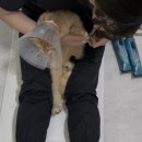 고양이 미용실 안냥 이미지