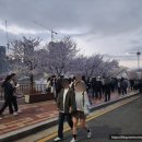 하상곡 | [청주 여행] 청주 벚꽃축제, 무심천 벚꽃 축제 후기(feat. 무심천 푸드트럭)