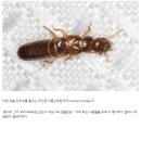 이번에 들어온 마른나무흰개미가 국가적 비상인 이유 이미지