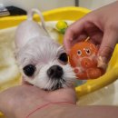 서면애견미용 맘바이 강아지 미용실 이미지