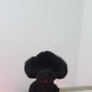개편한 애견미용 이미지