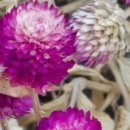 가온그림2 이미지