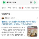 스코넨
