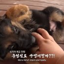 아마존애견사 이미지