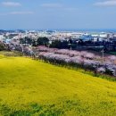 [제주도여행] 봄 제주도여행은 제주왕벚꽃축제와 함께~!!!!! 이미지